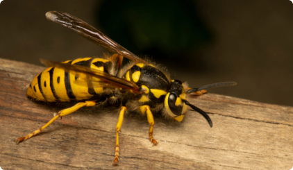 Wasps & yellow Jakets