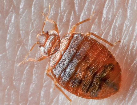 Bed Bugs Are Pesky Little Crawlers