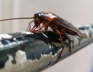 Cockroaches Are Common Pests