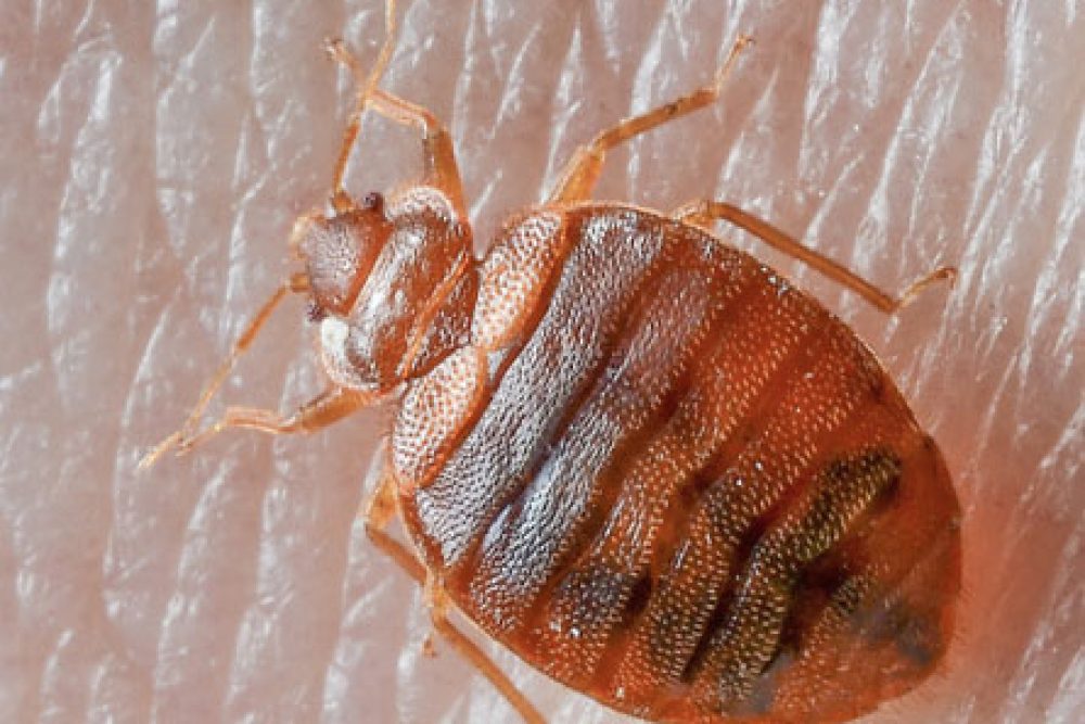 Bed Bugs Are Pesky Little Crawlers